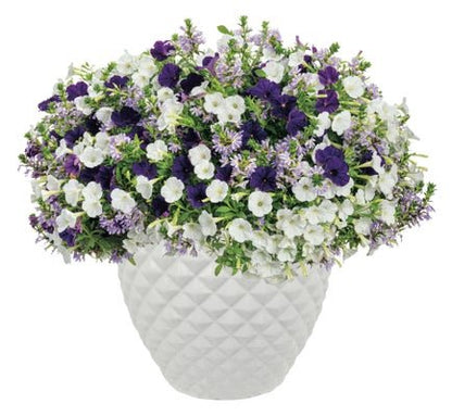 Iced Opulence - Patio Container Kit - LandscapeDirect