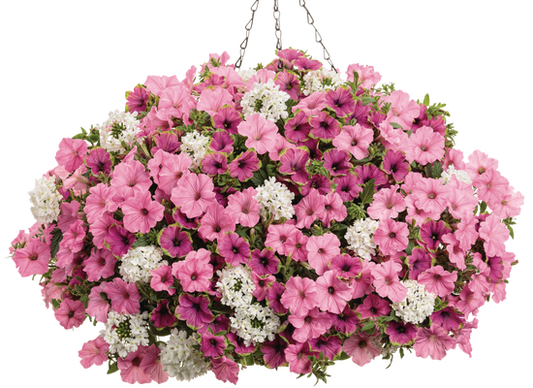 In Love Again - Hanging Basket Kit - LandscapeDirect