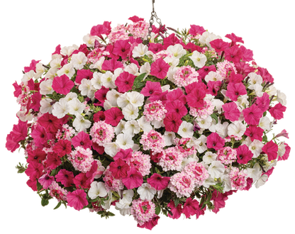 In Our Element - Hanging Basket Kit - LandscapeDirect