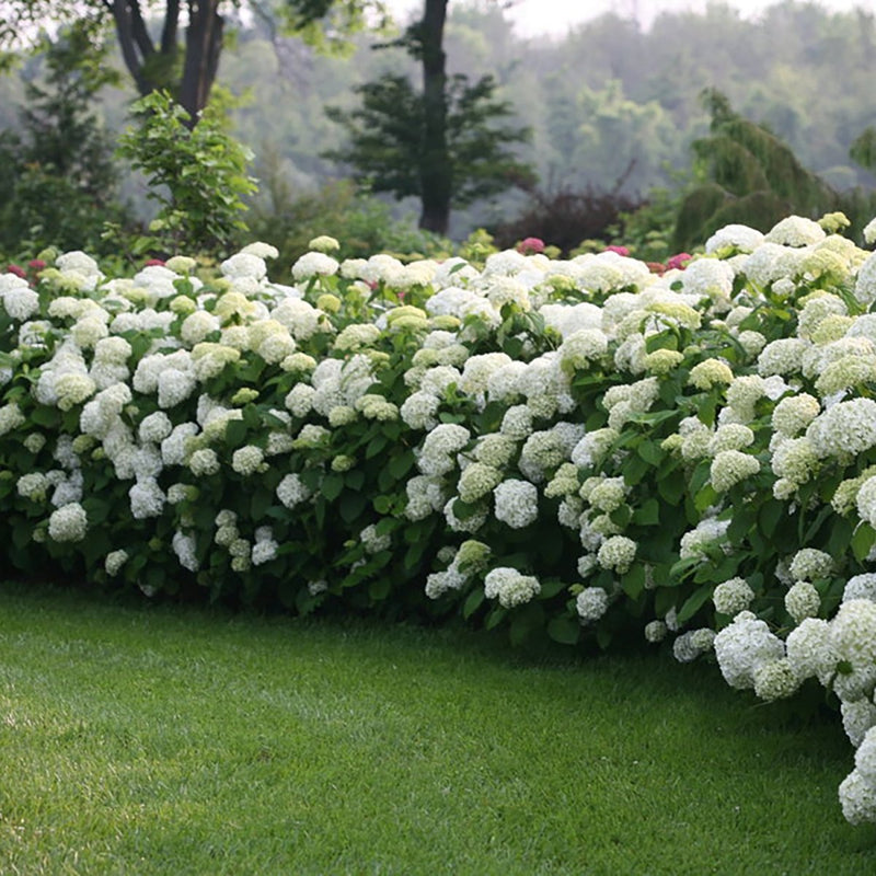 Incrediball Hydrangea - LandscapeDirect