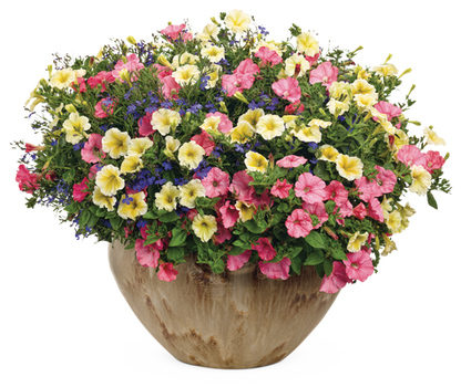 Island Luau - Patio Container Kit - LandscapeDirect