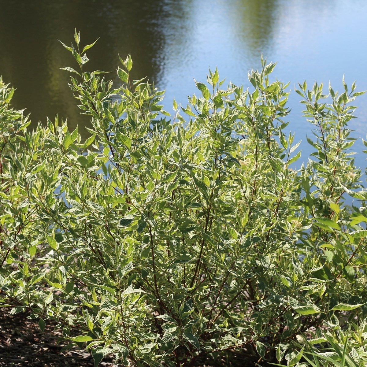 Ivory Halo Dogwood - LandscapeDirect