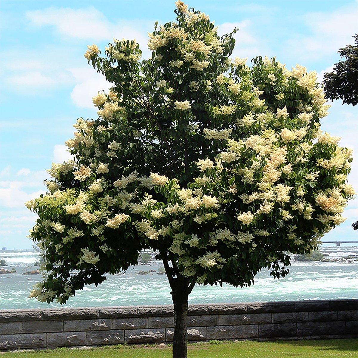 Ivory Silk Lilac - LandscapeDirect