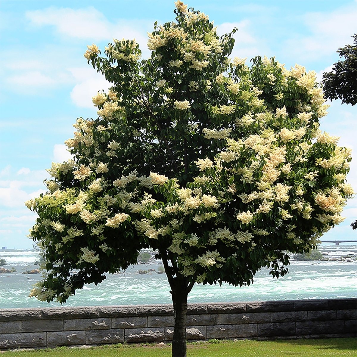 Ivory Silk Lilac - LandscapeDirect