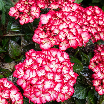 Kimono Hydrangea - LandscapeDirect