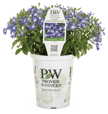 Laguna Compact Blue with Blue - LandscapeDirect