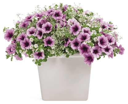 Last Tango in Paris - Patio Container Kit - LandscapeDirect