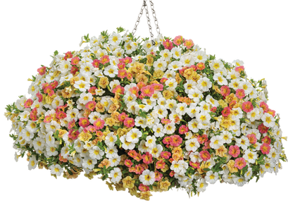 Leading Role - Hanging Basket Kit - LandscapeDirect