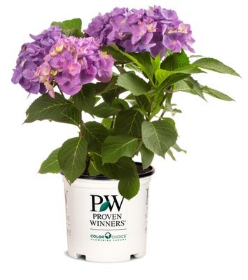 Let's Dance Blue Jangles Reblooming Hydrangea - LandscapeDirect