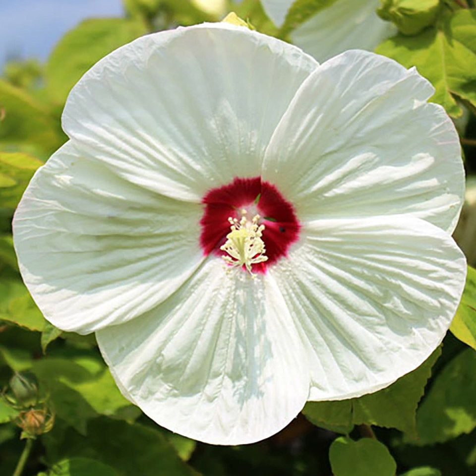 Luna White Rose Mallow - LandscapeDirect
