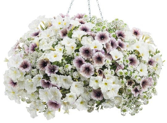 Maria - Hanging Basket Kit - LandscapeDirect