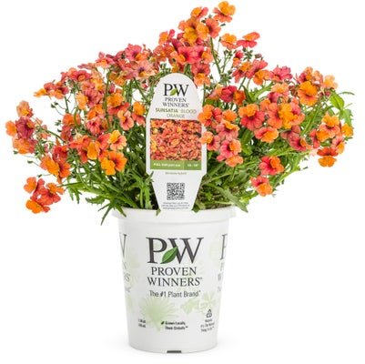 Nemesia Sunsatia Blood Orange - LandscapeDirect