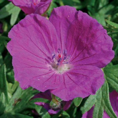 New Hampshire Purple Cranesbill - LandscapeDirect