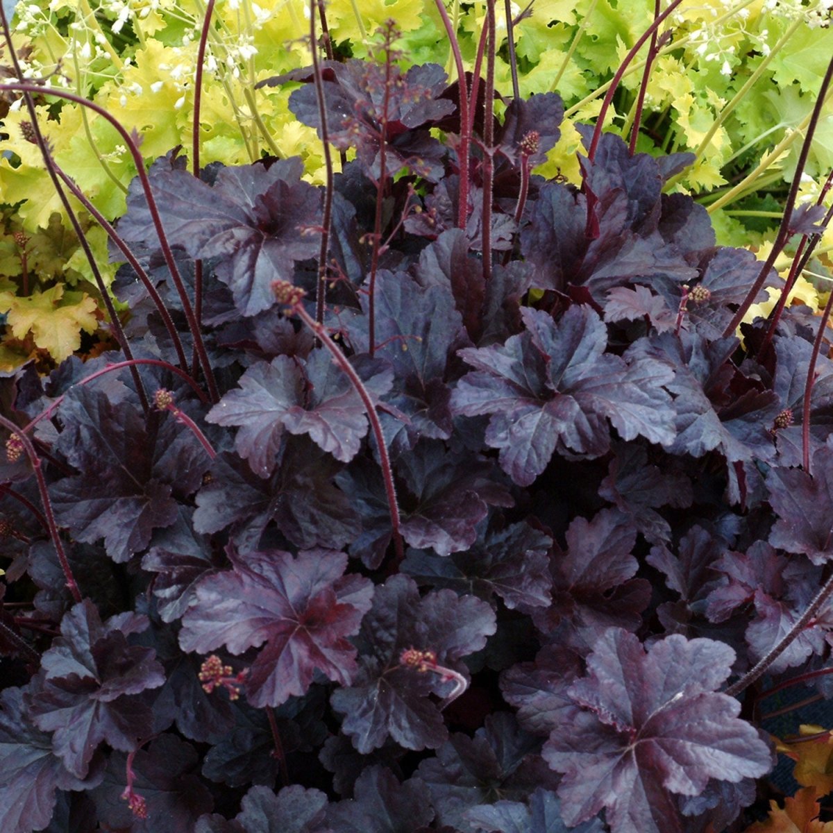 Obsidian Coral Bells - LandscapeDirect