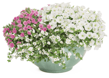 Ophelia - Patio Container Kit - LandscapeDirect