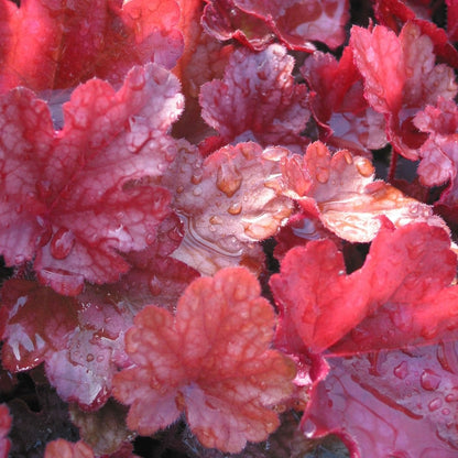 Peach Flambe Coral Bells - LandscapeDirect