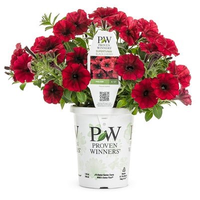 Petunia Supertunia Black Cherry - LandscapeDirect