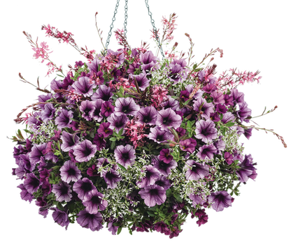 Pixie Sticks - Hanging Basket Kit - LandscapeDirect