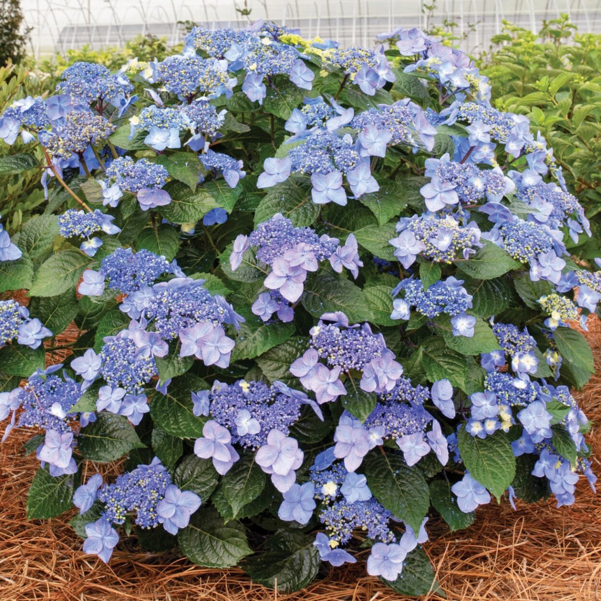 Pop Star - Endless Summer Hydrangea - LandscapeDirect