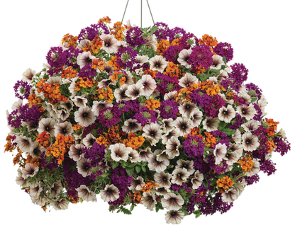 Pumpkin Spice Latte - Hanging Basket Kit - LandscapeDirect