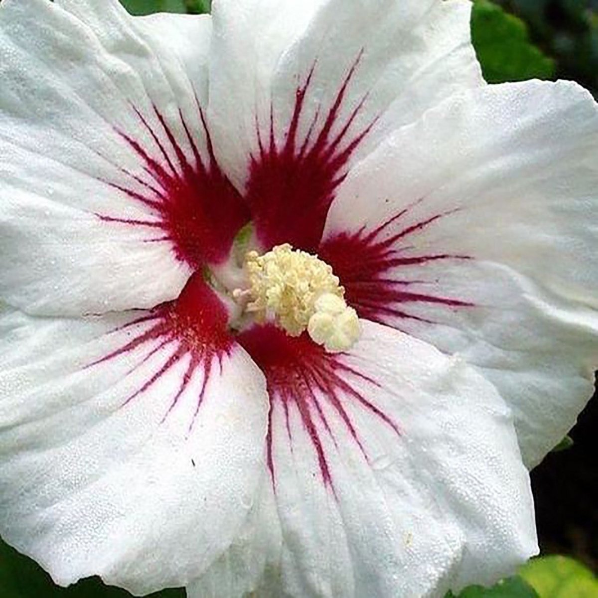 Red Heart Rose of Sharon Tree - LandscapeDirect