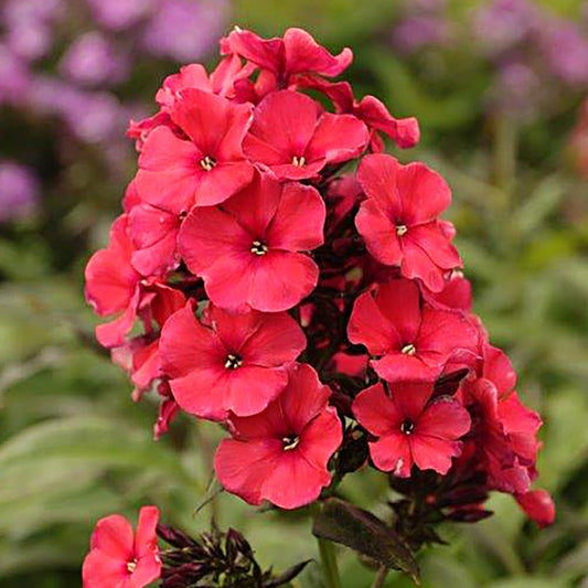 Red Summer Phlox - LandscapeDirect