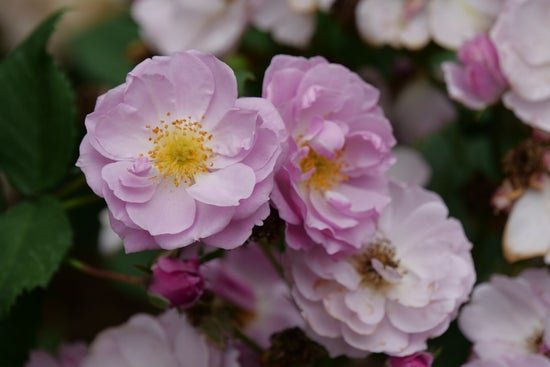 Rise Up Lilac Days Rose - LandscapeDirect
