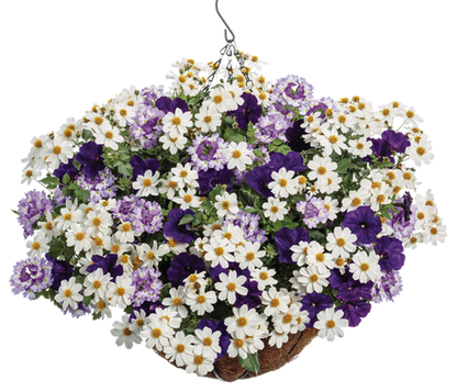 Royal Spark - Hanging Basket Kit - LandscapeDirect