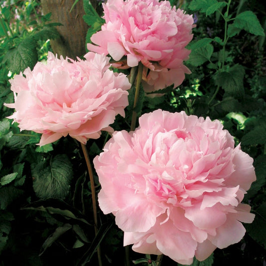 Sarah Bernhardt Peony - LandscapeDirect