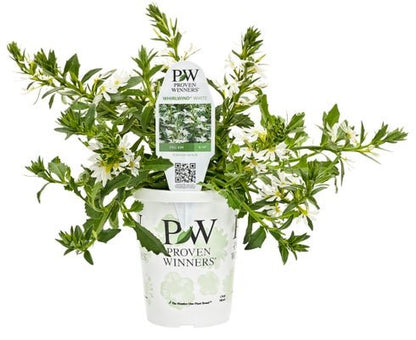 Scaevola Whirlwind White - LandscapeDirect