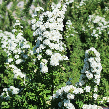 Snowmound Spirea - LandscapeDirect