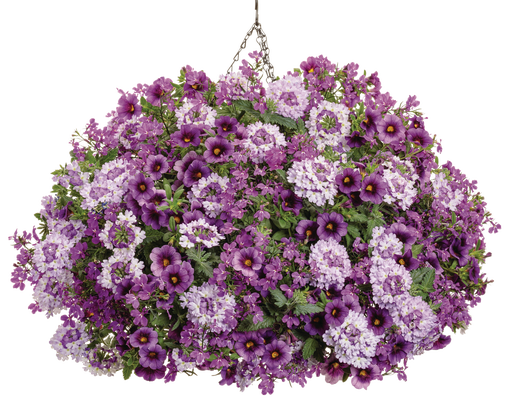 Sparkle and Glow - Hanging Basket Kit - LandscapeDirect