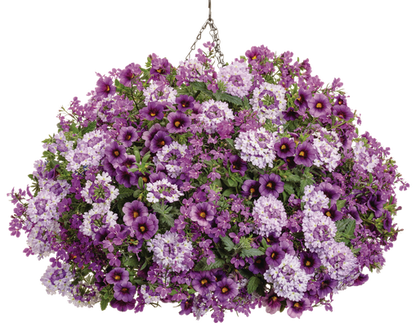Sparkle and Glow - Hanging Basket Kit - LandscapeDirect