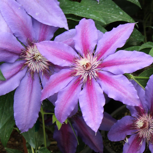 Starry Nights Clematis - LandscapeDirect