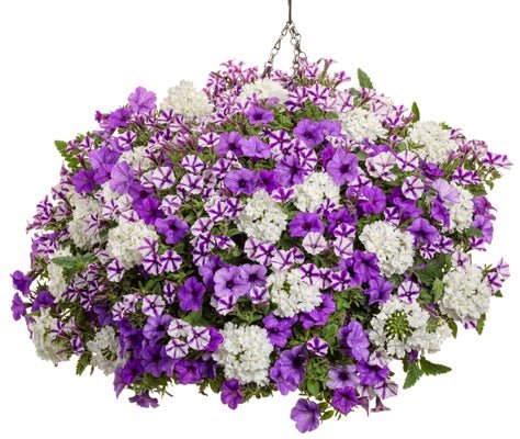 Still Night - Hanging Basket Kit - LandscapeDirect