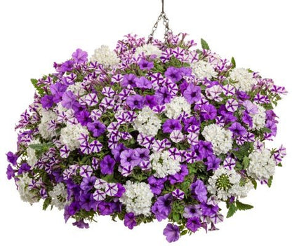 Still Night - Hanging Basket Kit - LandscapeDirect