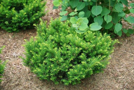 Stonehenge Dark Druid Yew - LandscapeDirect