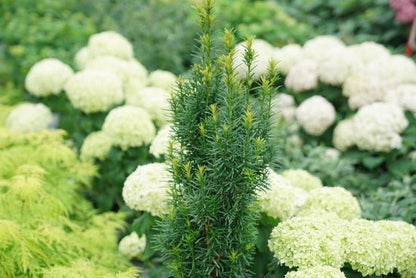 Stonehenge Skinny Yew - LandscapeDirect