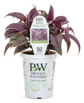 Strobilanthus Persian Shield - LandscapeDirect