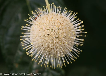 Sugar Shack Buttonbush - LandscapeDirect