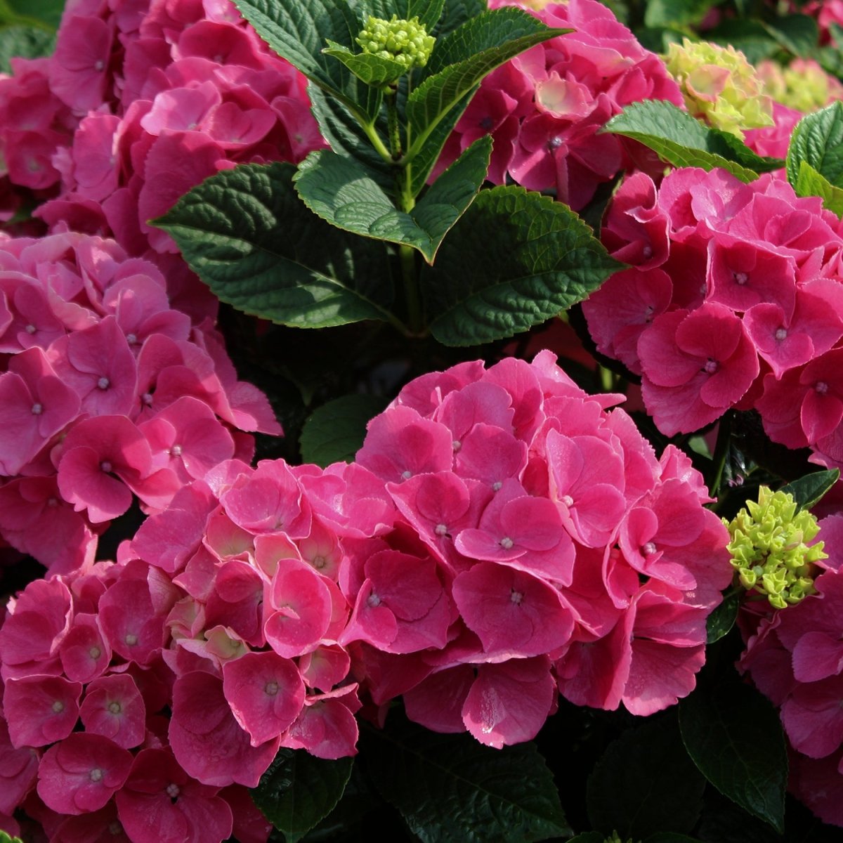 Summer Crush Endless Summer Hydrangea - LandscapeDirect