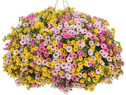 Sun Burst Lemonade - Hanging Basket Kit - LandscapeDirect