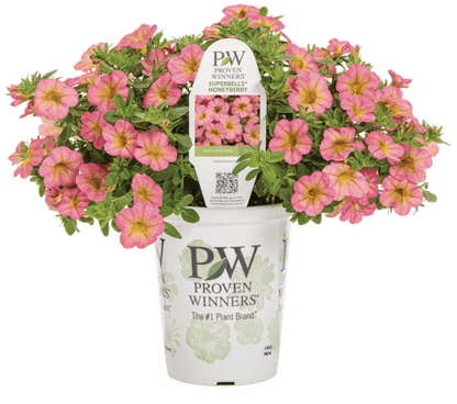 Superbells Honeyberry - LandscapeDirect
