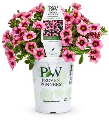 Superbells Strawberry Punch - LandscapeDirect