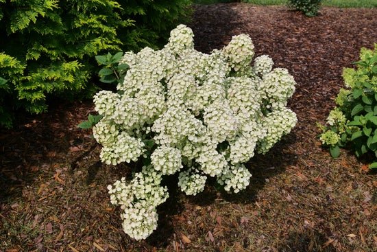 Tiny Quick Fire Panicle Hydrangea - LandscapeDirect