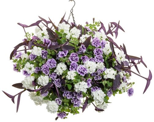 Valedictorian - Hanging Basket Kit - LandscapeDirect
