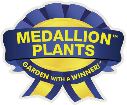 Velvet Moon Plantain Lily - LandscapeDirect