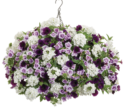 Victoria Lake - Hanging Basket Kit - LandscapeDirect