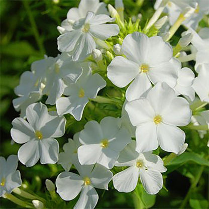 White Summer Phlox - LandscapeDirect