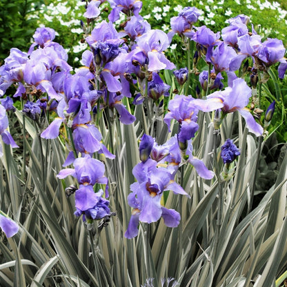 White Variegated Sweet Iris - LandscapeDirect